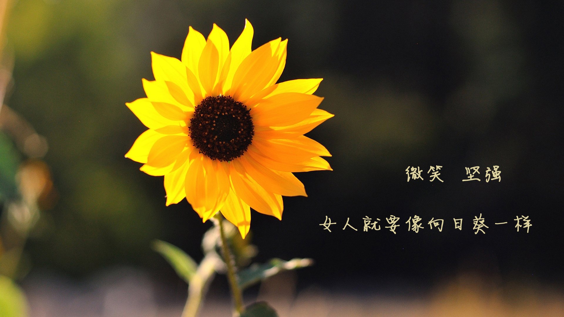 爱游戏-CS2 选手职业素养提升明显，cs职业选手cyx