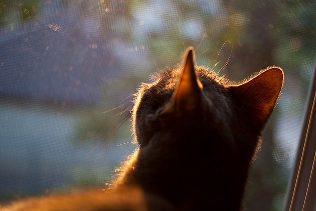 《Dota 2超级天团，再战荣耀巅峰》，超级玩家dota2论坛rss