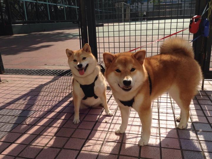 巴西队在2024年南美世界排名赛中表现出色，巴西创造南美世预赛最长连胜纪录