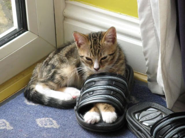 世界跆拳道锦标赛中国队斩获三金展现统治力，世界跆拳道锦标赛冠军