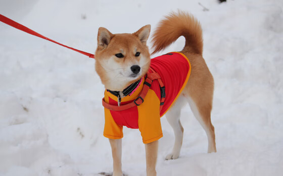 昂热主场逼平马赛，继续保持不败记录，昂热vs日耳曼