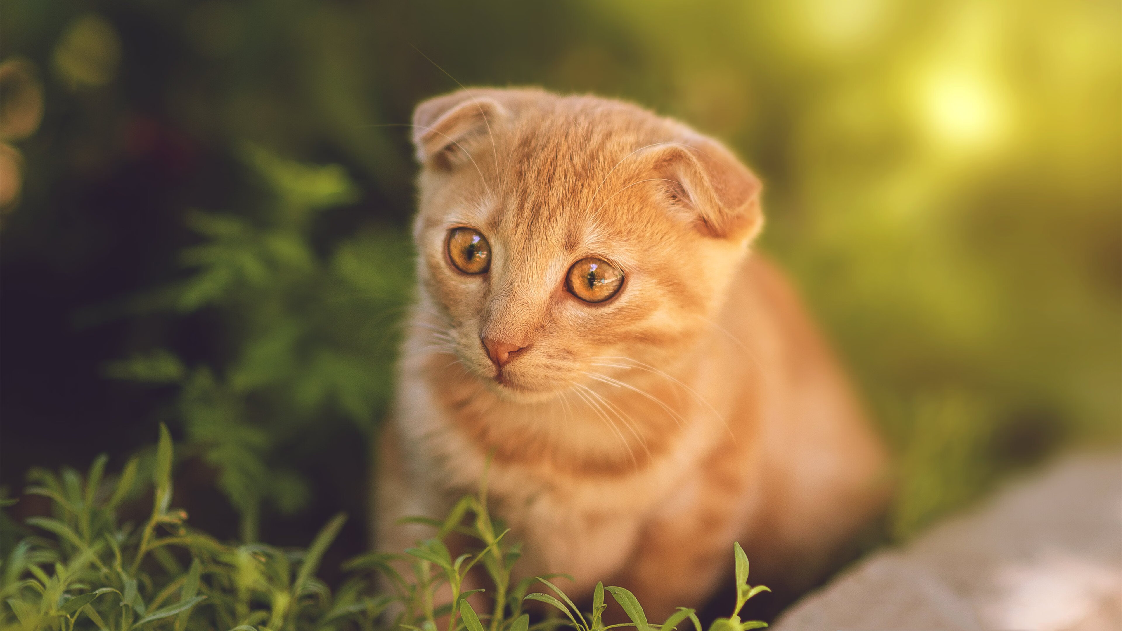 曼城客场大败亚特兰大，惜失欧冠四强，曼城 客场