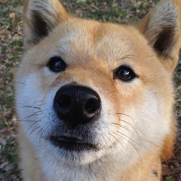 西布朗中后场协防成功，铝土矿工稳步前行，西布朗vs狼队