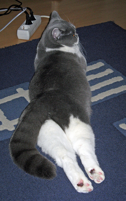 NBA球队赛场战术创新，nba球队战术体系