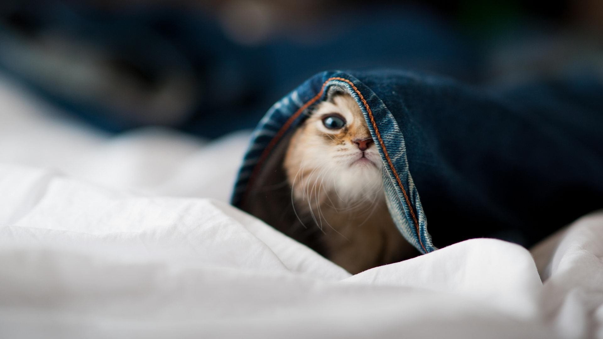 世界武术散打大赛中国选手豪取三冠，世界武术散打锦标赛