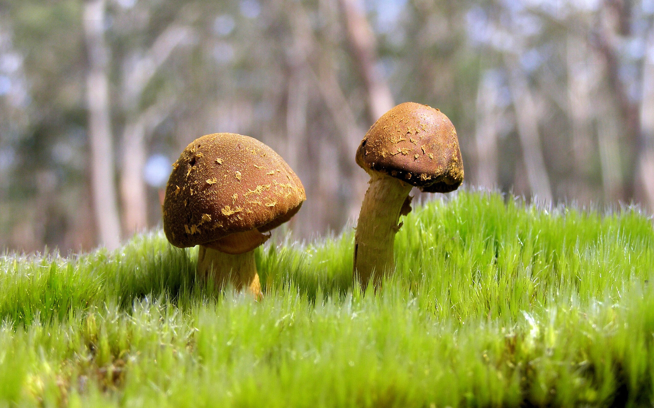 世界青年击剑锦标赛在东京隆重举行，2021年击剑世青锦赛预赛