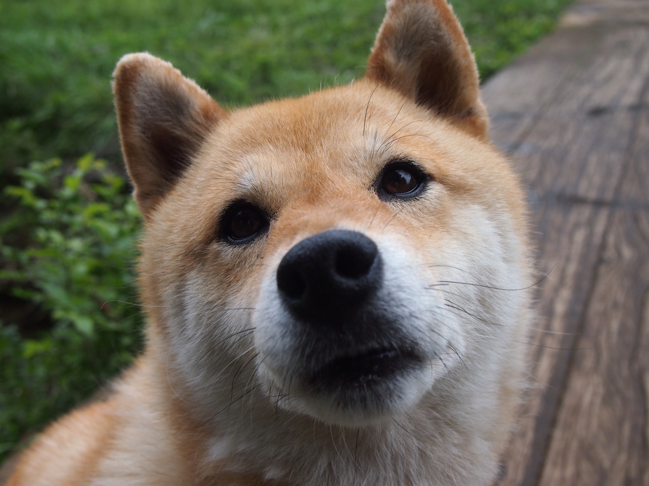 大湾区马拉松创历史最大规模，粤港澳大湾区赛马