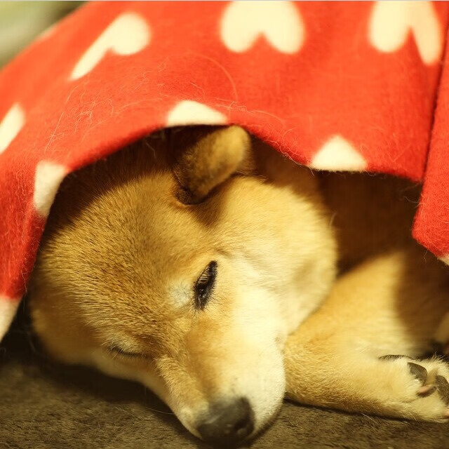 单节爆发力最强的球员表现分析,球员单节最高分