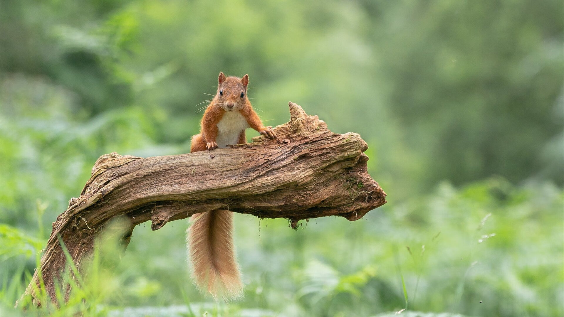 奥运场馆绿色设计获国际奖项认可，绿色奥运理念