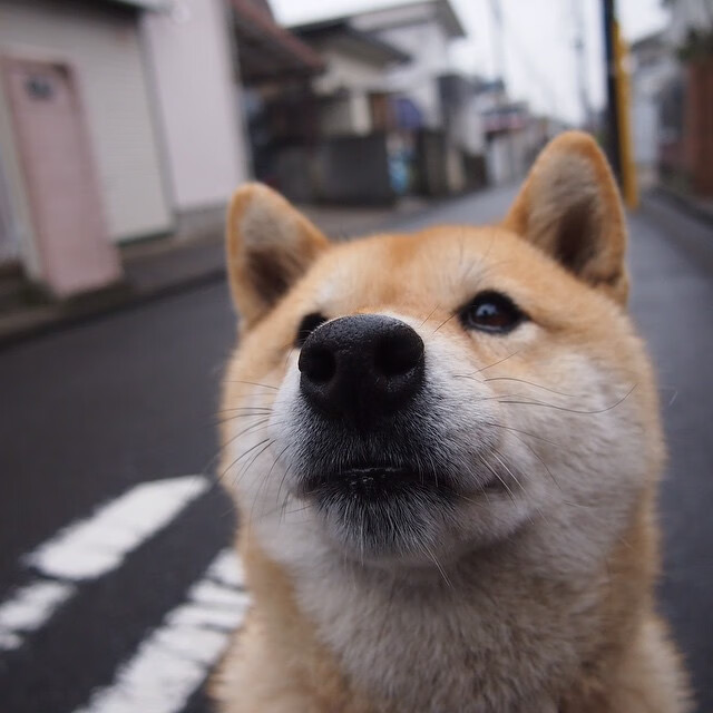 爱游戏综合娱乐-新加坡队未来目标：如何在世界乒乓大赛中脱颖而出，新加坡 乒乓