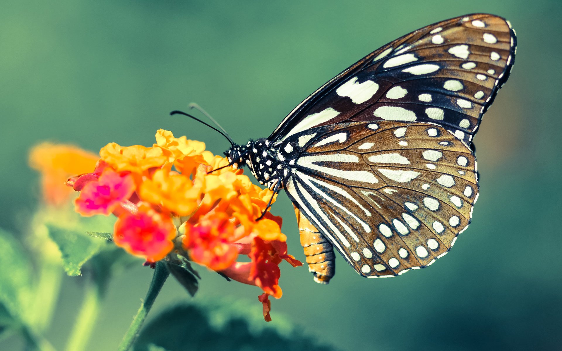 “帕布罗·马特拉的战术革新，打造美洲狮队的防守新纪元”