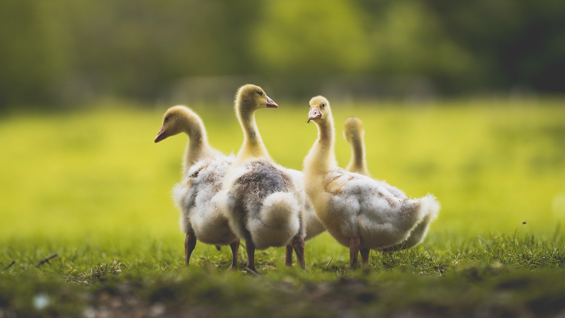 爱游戏娱乐网址-意甲球队的防守体系演变，意甲防守强度